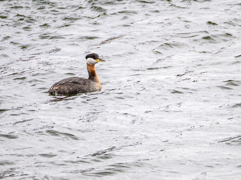 Fichier à soumettre: 2025-05-08_Parc-Jean-Drapeau_Grebe-jougris__1987_modifie-1-copie